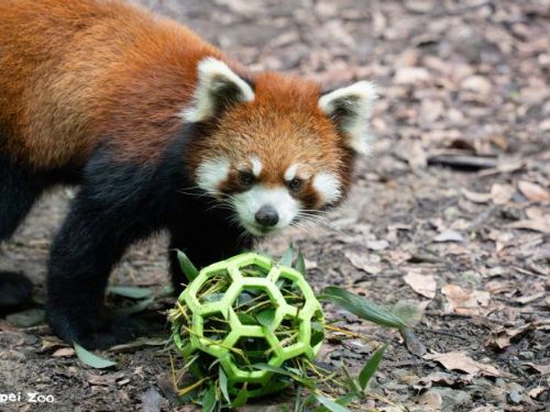 暑假歡樂再出發！臺北市立動物園7月2日開園迎賓，新朋友、清涼設施與親子書展一次登場